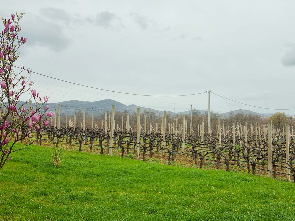 Vinarija Marijanović vinogradi koji se nalaze u neposrednoj blizini kušaonice