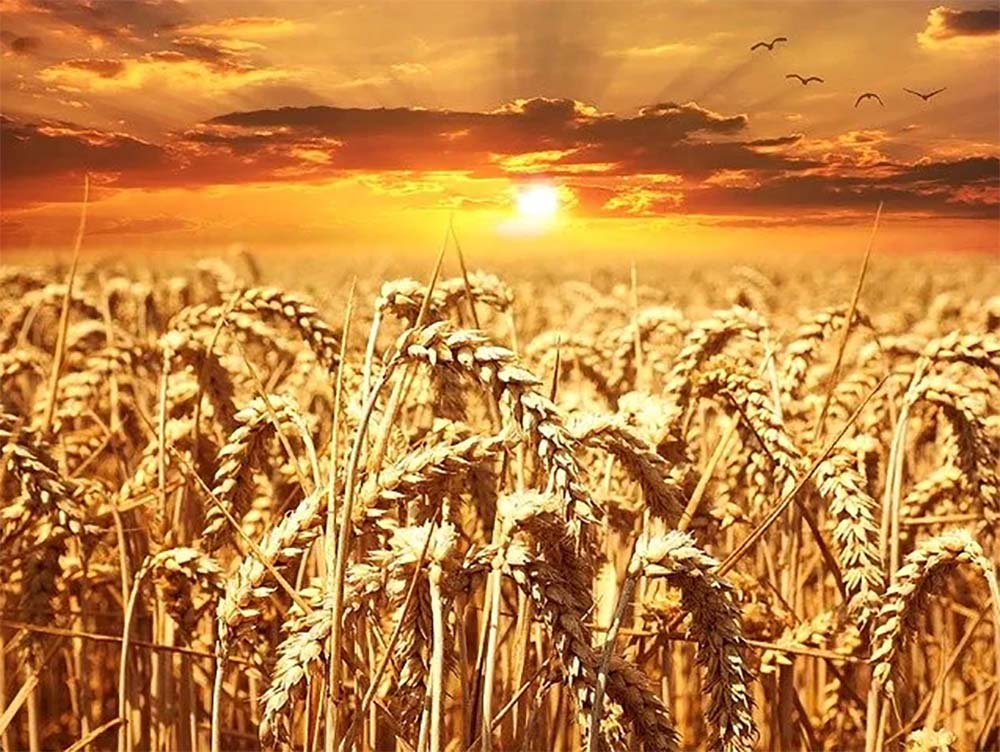Ograničenje trgovine hranom Ilustracija pšenica