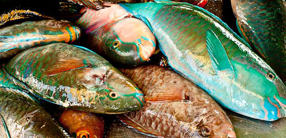 Jestiva riba koja se nudi iz Jadranskog mora
