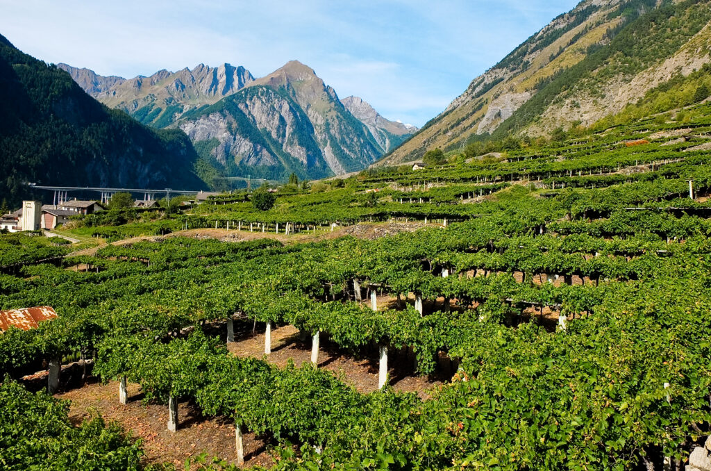 Val d'Aosta vinogradi