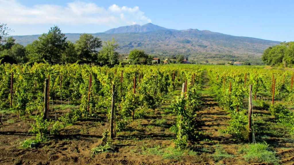 Vinogradi podno vulkana Etna
