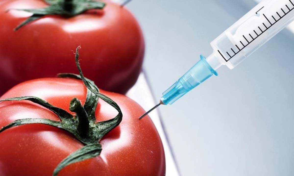 GMO prehrana - ilustracija