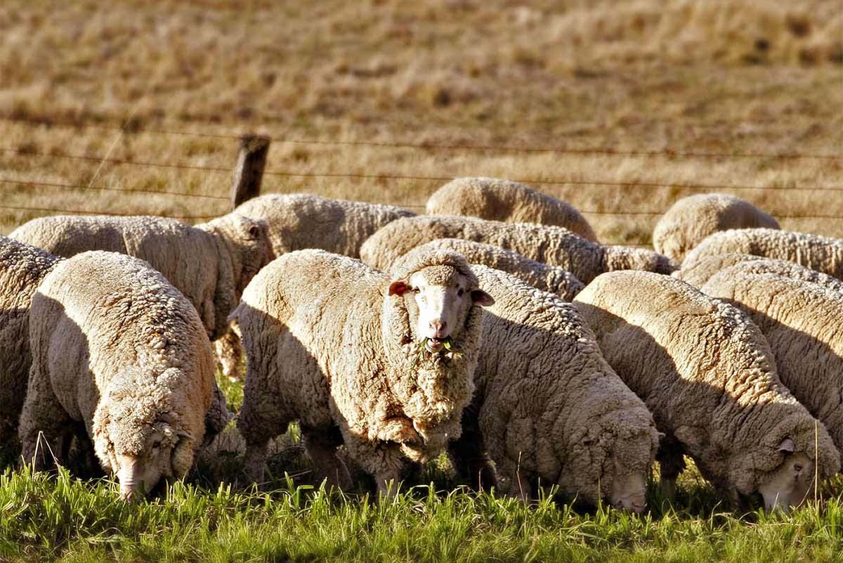 Ovce u Australiji