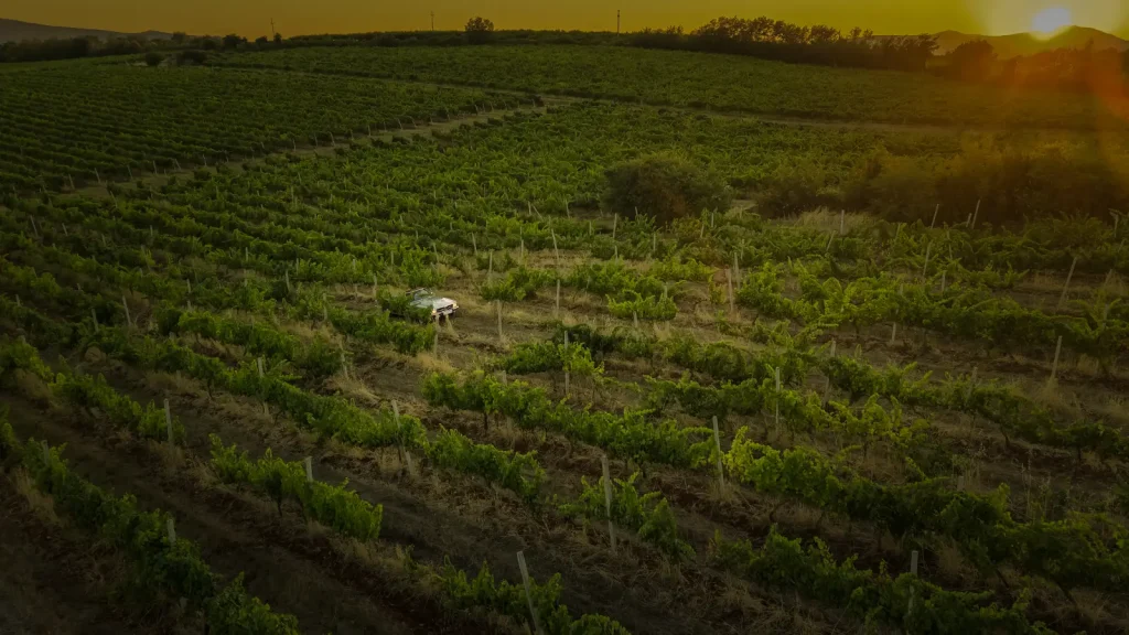 Vinarija Domano - vinogradi (copyright Financa.ba & Studio Joker)